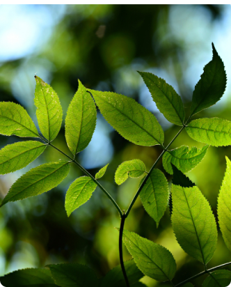 nature et stratégie histoire